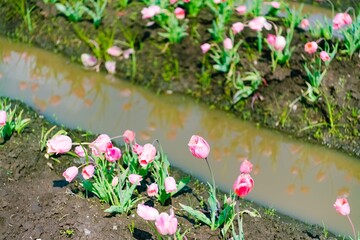 spring flowers in the water