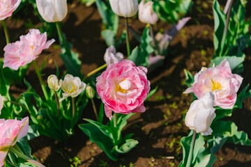 pink and white tulips