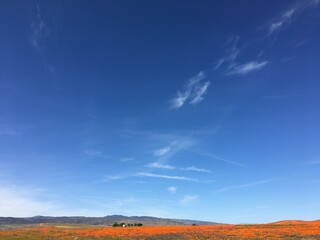Clear sky over wildflowers, preferred for commercial background