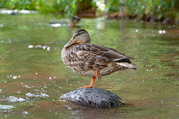 Ducks in River