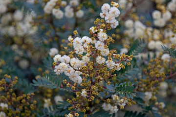 sunshine wattle Tasmania