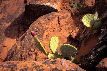 cactus in the desert