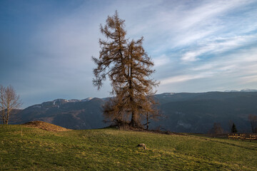 Mountain landscape with a tree in the middle of the hills