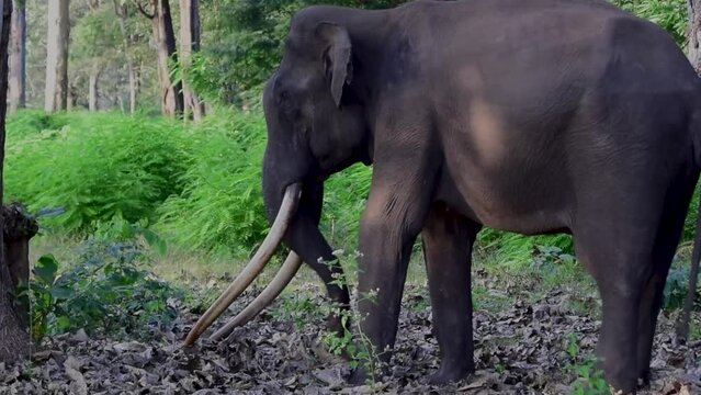 A male Asiatic elephant with huge tusks forages in a patch of dead fallen leaves in the jungles of Kabini, Nagarhole national park, Karnataka, India.