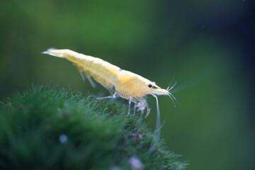 Yellow Golden Back Shrimp|Neocaridina denticulata|Neocaridina heteropoda var. yellow|金背黃金米蝦