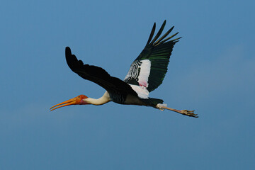stork in flight