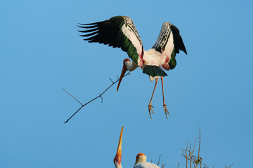 stork in flight