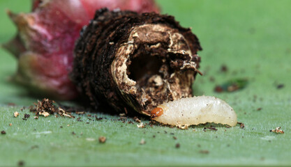 Closeup of plant root damage caused by a root eating maggot - larvae of Otiorhynchus sulcatus the Black Vine Weevil beetle on a Sempervivum rosette on green background.