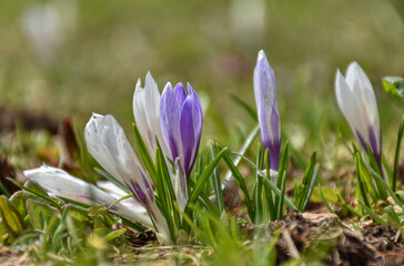 Fototapeta premium Krokus, Wiese, Krokusse, violett, weiß, Blume, Frühblüher, Naturschutz, geschützt, Blüte, Blumenwiese, Schwertlilie, Schwertliliengewächs, Alm, Almwiese, Gras, Crocus, ausdauernd, krautig, frisch, krä