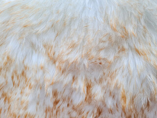 Brown and white furry leather carpet background