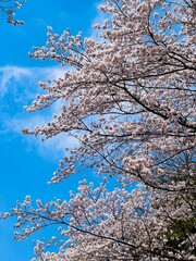 cherry blossoms in spring_
