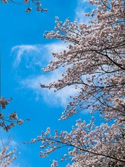 cherry blossoms in spring sky