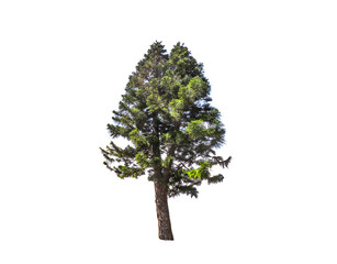 Beautiful shape of single green pine tree isolated on white background.