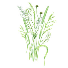 Watercolor wild meadow grass bouquet, green herbal composition illustration, cereal wild plants, floral hand drawn spring summer natural herbs isolated on white background