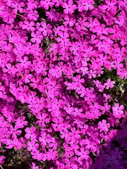 pink and purple flower