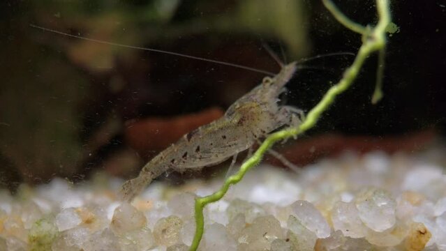 Cross-breed fresh water aquarium shrimp, close up