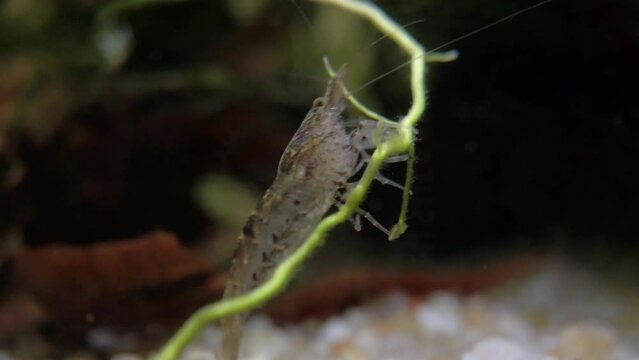 Mischling Ghost Fresh Water Shrimp Close Up