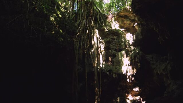 Slow tilt up from cave floor along vines and tree roots to opening above. Isle of Pines.