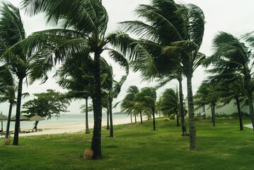 Palm trees on the seashore in windy weather. - obrazy, fototapety, plakaty