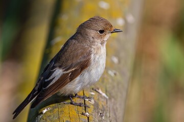 European pied flycatcher (Ficedula hypoleuca) female perched on a log.