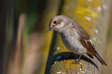 European pied flycatcher (Ficedula hypoleuca) female perched on a log.