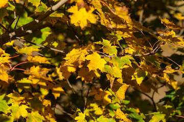 Close up details of beautiful yellow autumn leaves.