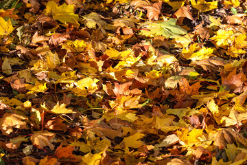 Close up details of beautiful yellow autumn leaves.