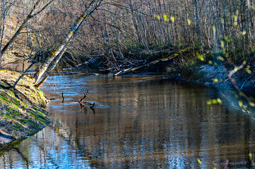 rapid river Berze near Dobele in early spring after snowmelt, Latvia