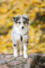Beautiful blue merle shetland sheepdog puppy sheltie on a leash with yellow details from autumn weather.
