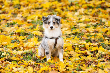 Blue merle shetland sheepdog sheltie puppy in background of yellow leaves.