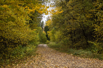 Small countryside village river through forest.