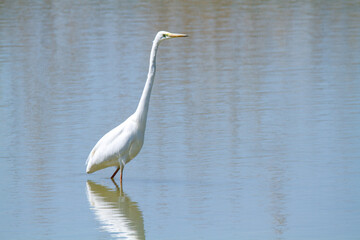 great egret bird marsh ponds and lakes of europe