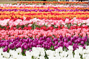Fototapeta premium Tulip plantation in Netherlands. Traditional dutch rural landscape with fields of tulips during springtime.