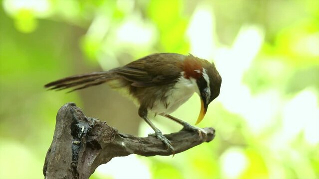 White-browed Scimitar Babbler on a branch