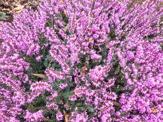 Common heather