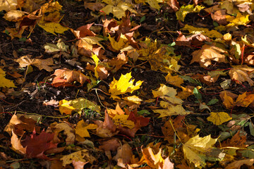 Close up details of beautiful yellow autumn leaves.