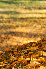 Close up details of beautiful yellow autumn leaves.
