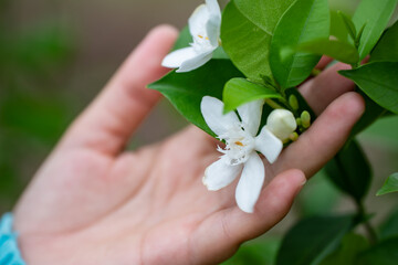 Jasminum sambac (Arabian jasmine or Sambac jasmine) is a species of jasmine native to tropical...