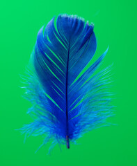 Blue feather isolated on green background.