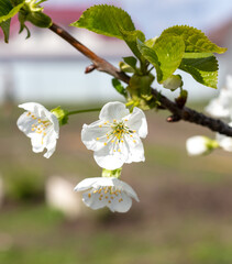 Flowers on the cherry tree.