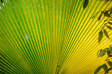 Fototapeta premium Palm plant branch as a background.