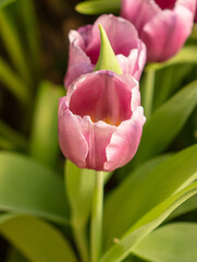 Beautiful pink tulip flower in nature.