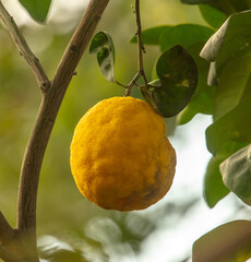 Large yellow citrus fruit on a tree.