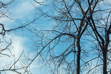 Bare branches on a tree against a blue sky.