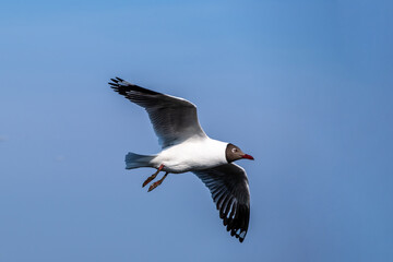 Seagulls flying in Bangpoo, Samut Prakan, Thailand