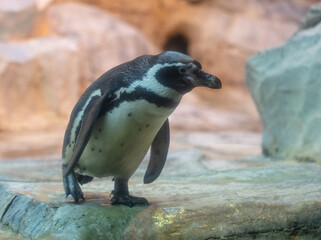 Naklejka premium Portrait of a penguin in the park.