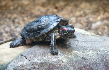 Turtle portrait in the park.