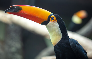 Bird big toucan in nature.