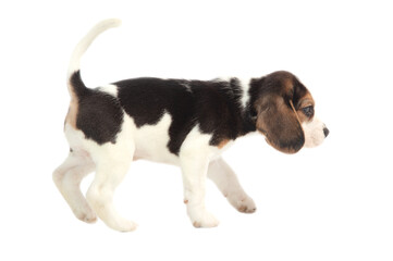Dog puppy isolated on white background.