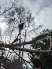 closeup buds on brench in spring